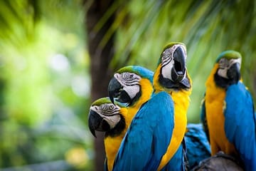 4-Day Nature and Wildlife Tour in Puerto Maldonado
