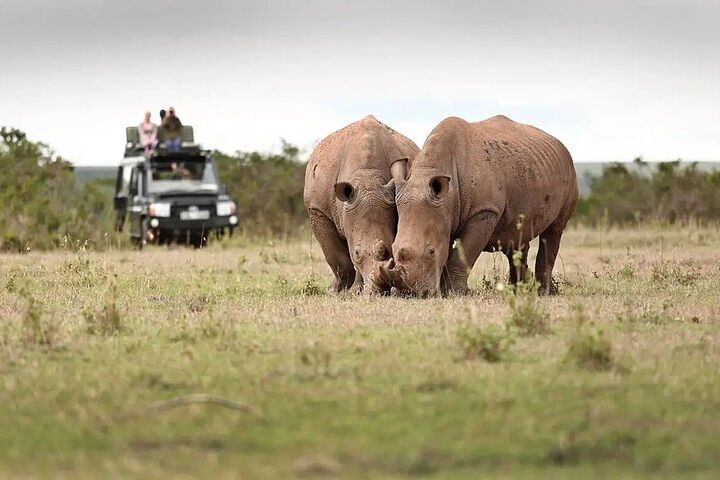 Luxury Jeep Safari Experience at Solio Ranch & Aberdare National Park