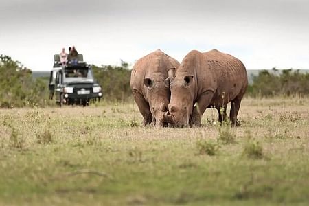 Luxury Jeep Safari Experience at Solio Ranch & Aberdare National Park