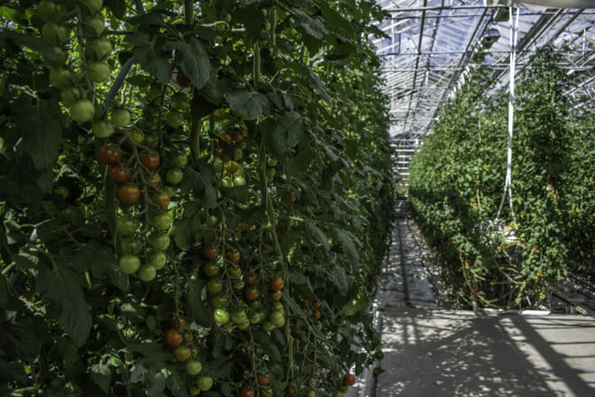 Tomato plants growing in the greenhouse of fridheimar