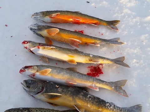 Ice fishing tour from Akureyri, photo 7