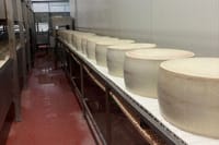 Parmesan and Balsamic Food Tasting Tour with Ferrari Museum 4