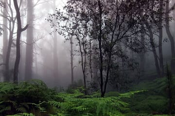 Sinharaja Rain Forest Tour from Galle