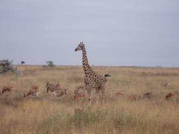 Best Kenya Tour: Sunsets & Safaris, a Kenyan Tale in 5 Days