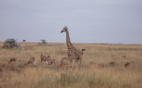 5-Day Safari Adventure in Masái Mara, Kenya