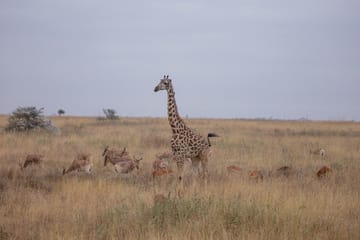 5-Day Safari Adventure in Masái Mara, Kenya