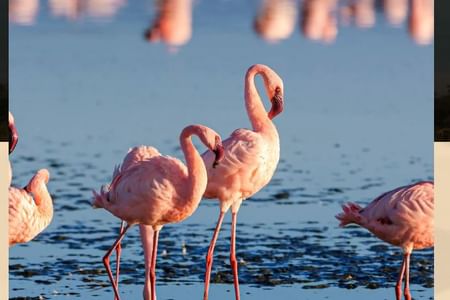 1 Day Must-See Birds Paradise Lakes Nakuru-Lake Naivasha