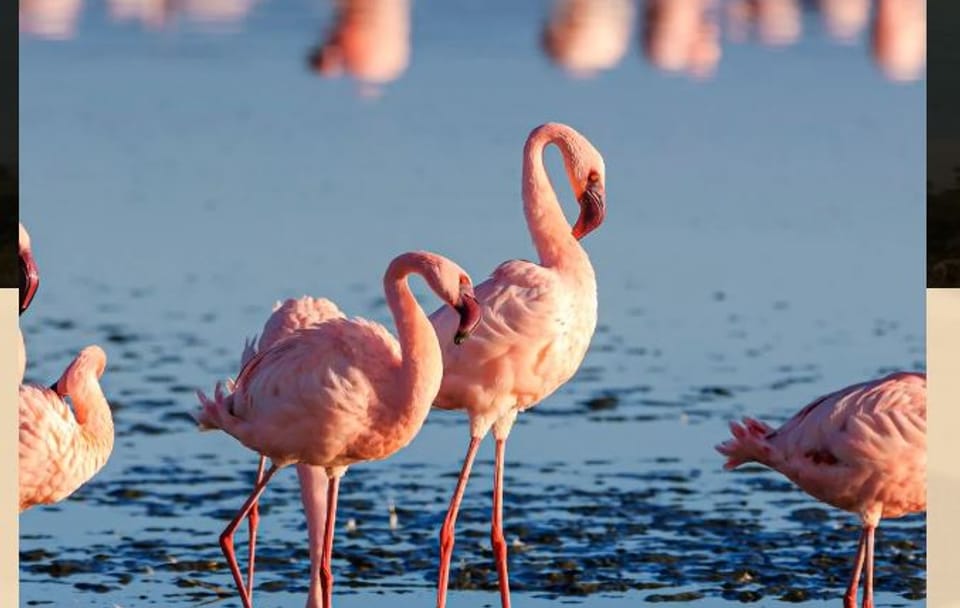 Birdwatching Day Trip to Lake Nakuru National Park, Kenya