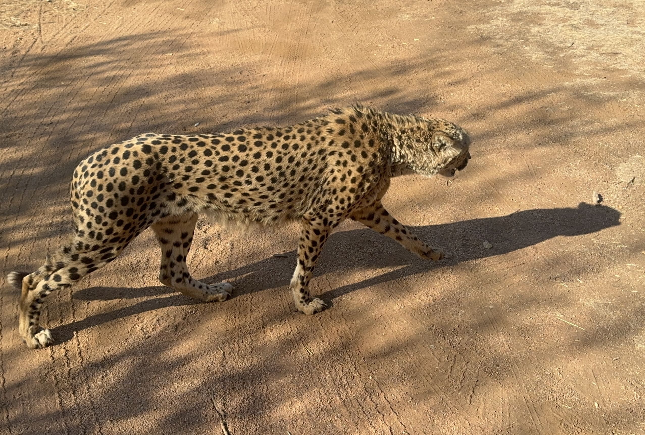 Cheetah at Ann Van Dyk Cheetah Centre Tour