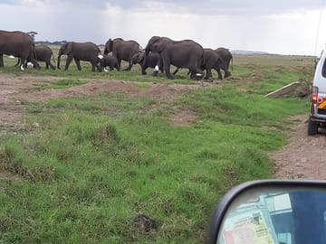 Amboseli national park