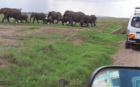 8-Day Safari Adventure Through Kenya's National Parks