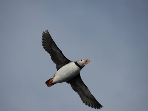 Puffins & People: A Reykjavik City & Boat Adventure, photo 10