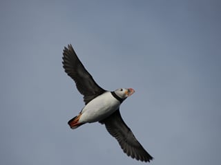 Puffins & People: A Reykjavik City & Boat Adventure, photo 10