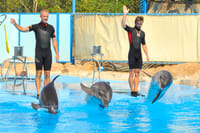 Premium Dolphin Watching & Live Show in Pool - Hurghada 5