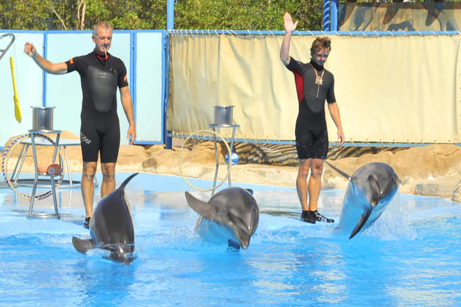 Premium Dolphin Watching & Live Show in Pool - Hurghada photo 5