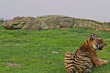 Khajuraho Day Tour: Jungle Safari at Panna National Park with Khajuraho Temple