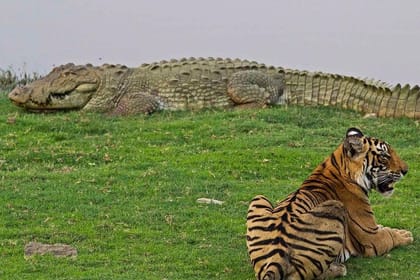 Khajuraho Day Tour: Jungle Safari at Panna National Park with Khajuraho Temple