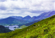 Private Guided Cycle around Killarney National Park. Kerry. Max 7 PAX.	 7