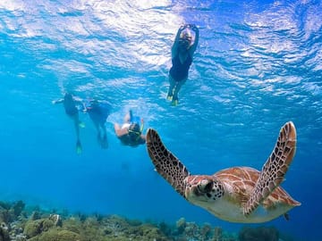 Snorkeling Adventure at Abu Dabab from Hurghada