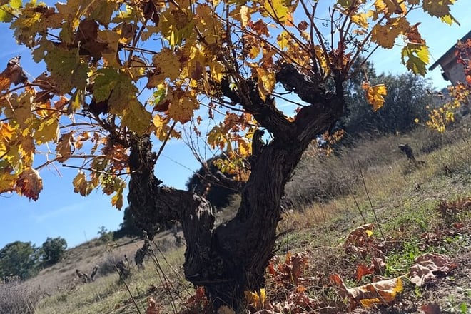 2 Day Ribera del Duero Private Wine Tour from Madrid - Photo 6