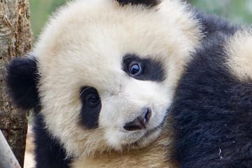 Panda Conservation Experience at Dujiangyan Wolong Base