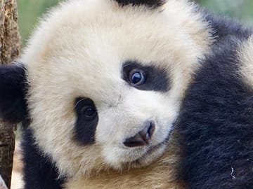 Visiting Dujiangyan Yaan Wolong Panda Base Optional Volunteering