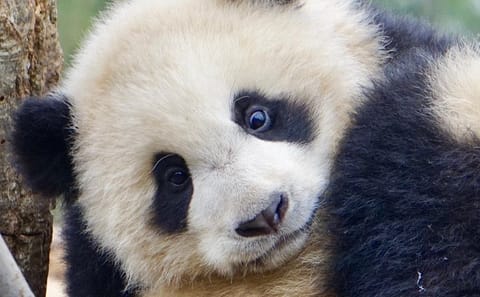 Panda Conservation Experience at Dujiangyan Wolong Base