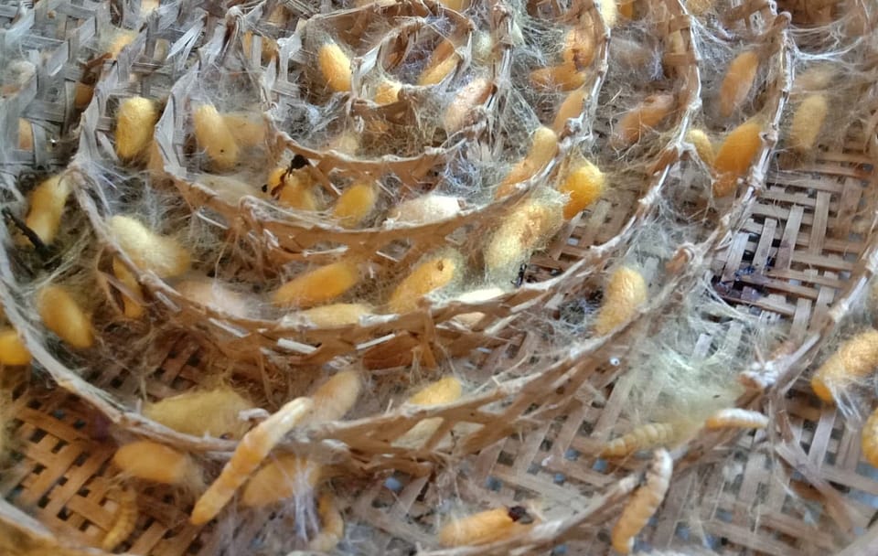 Thai Silk Production Workshop in Thailand