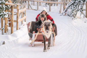 Reindeer Safari at a 200-Year-Old Farm & 2.5 km Sled Ride
