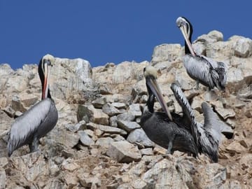 Ballestas Islands