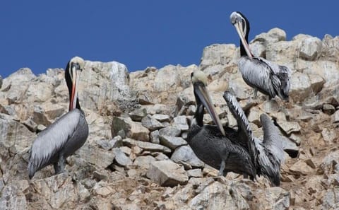 Ballestas Islands Sightseeing Boat Ride from Paracas