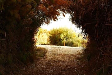 Private Tour Desert Castles Eastern Jordan with Azraq Wetland from Dead Sea