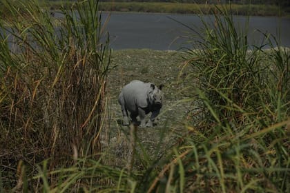 Tiger Reserve and Tribal Village