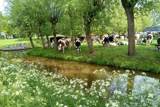 Private Bike Tour Zaanse Schans Windmills and Countryside from Amsterdam photo 6
