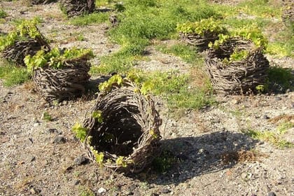 Santorini private customized Half or Full day tour