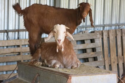 From Larnaca: Halloumi Heaven – Cypriot Cheese Making Workshop & Troodos Mountain Villages Tour (7-8hrs)
