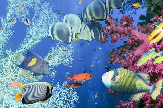 Bali: Padangbai Blue Lagoon Snorkeling Day Trip photo 6
