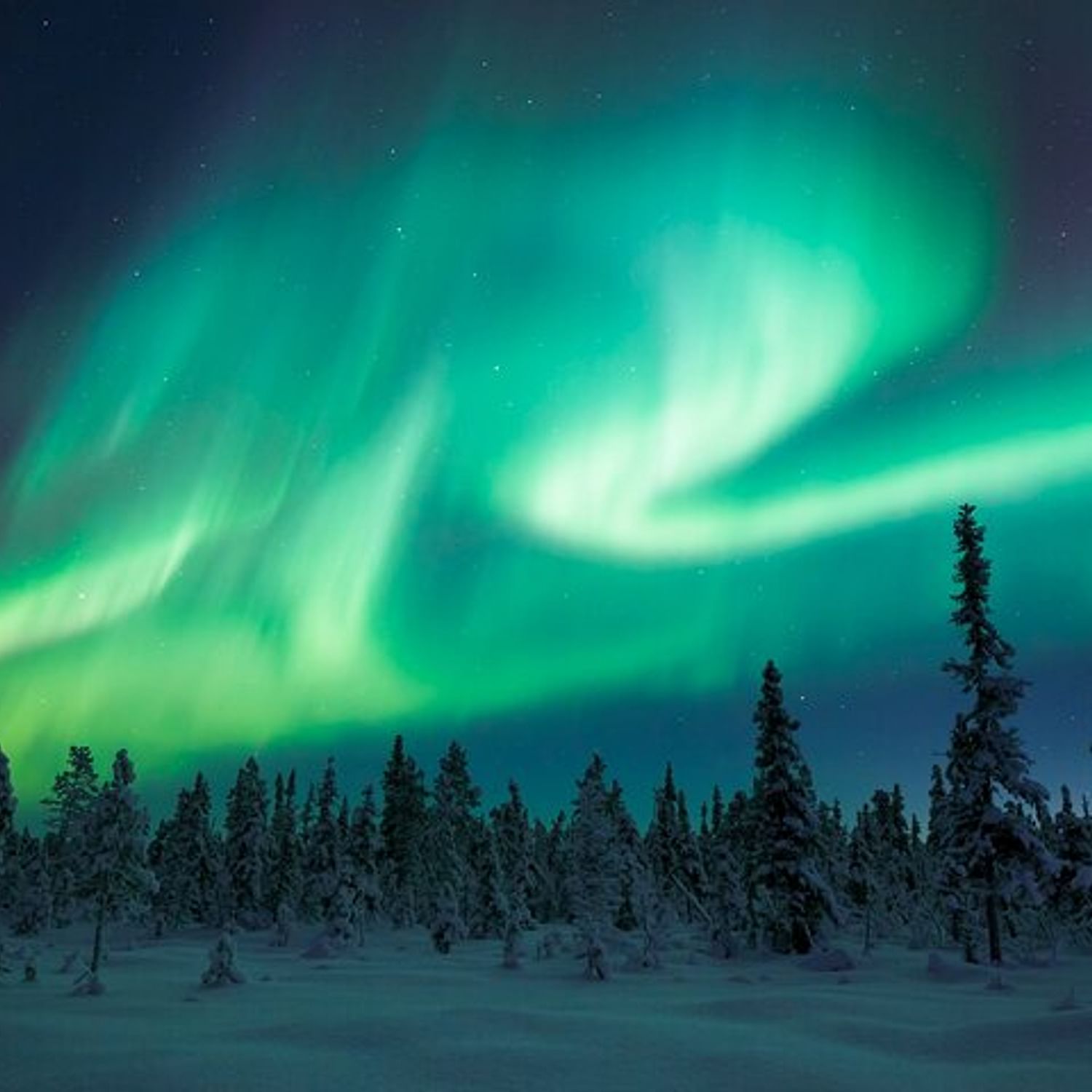 Private Aurora Hunting through the Forests of Lapland