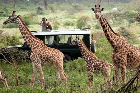 Nairobi Wildlife Safari, Giraffe Center, Cultural Bomas & Dinner at Carnivore