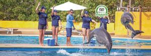 Dolphin Trainer for a Day