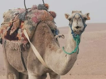 Private Camel Ride and Dinner in Agafay Desert near Marrakesh