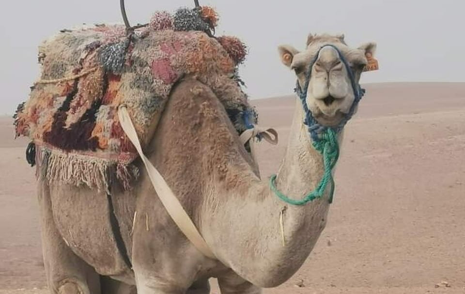 Private Camel Ride and Dinner in Agafay Desert near Marrakesh