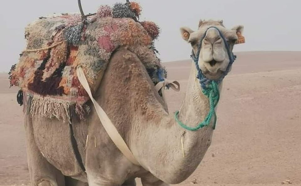 Private Camel Ride and Dinner in Agafay Desert near Marrakesh