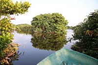 Muthurajawela Sanctuary Bird Watching and Negombo Lagoon Boat Trip from Colombo 3