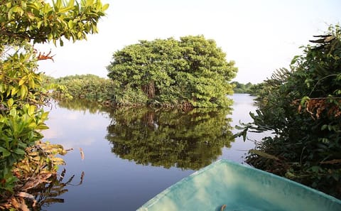 Bird Watching and Boat Trip at Muthurajawela Sanctuary, Sri Lanka