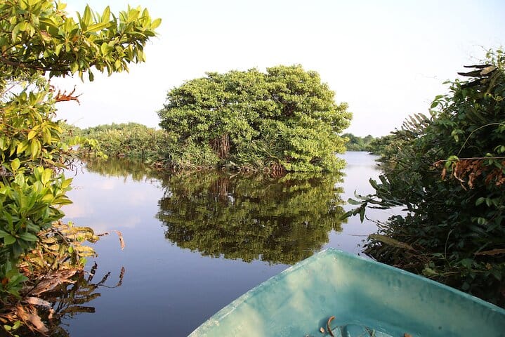 Muthurajawela Sanctuary Bird Watching and Negombo Lagoon Boat Trip from Colombo 3