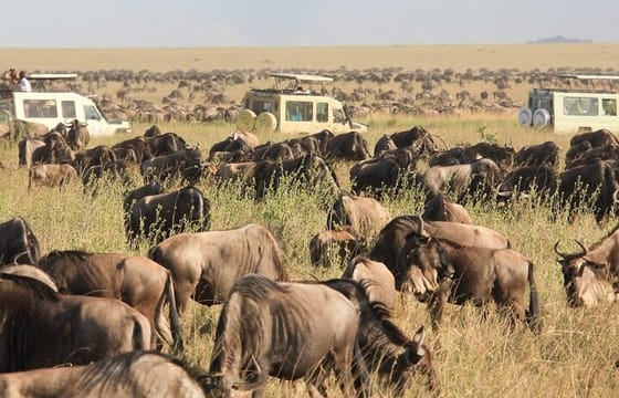 6 Days Masai Mara Serengeti and Ngorongoro on 4×4 Landcruiser