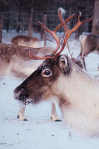 Reindeer Husbandry with Snowmobile Sleigh Ride and Traditional Cabin Lunch