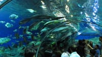 Underwater World Pattaya Ticket 6