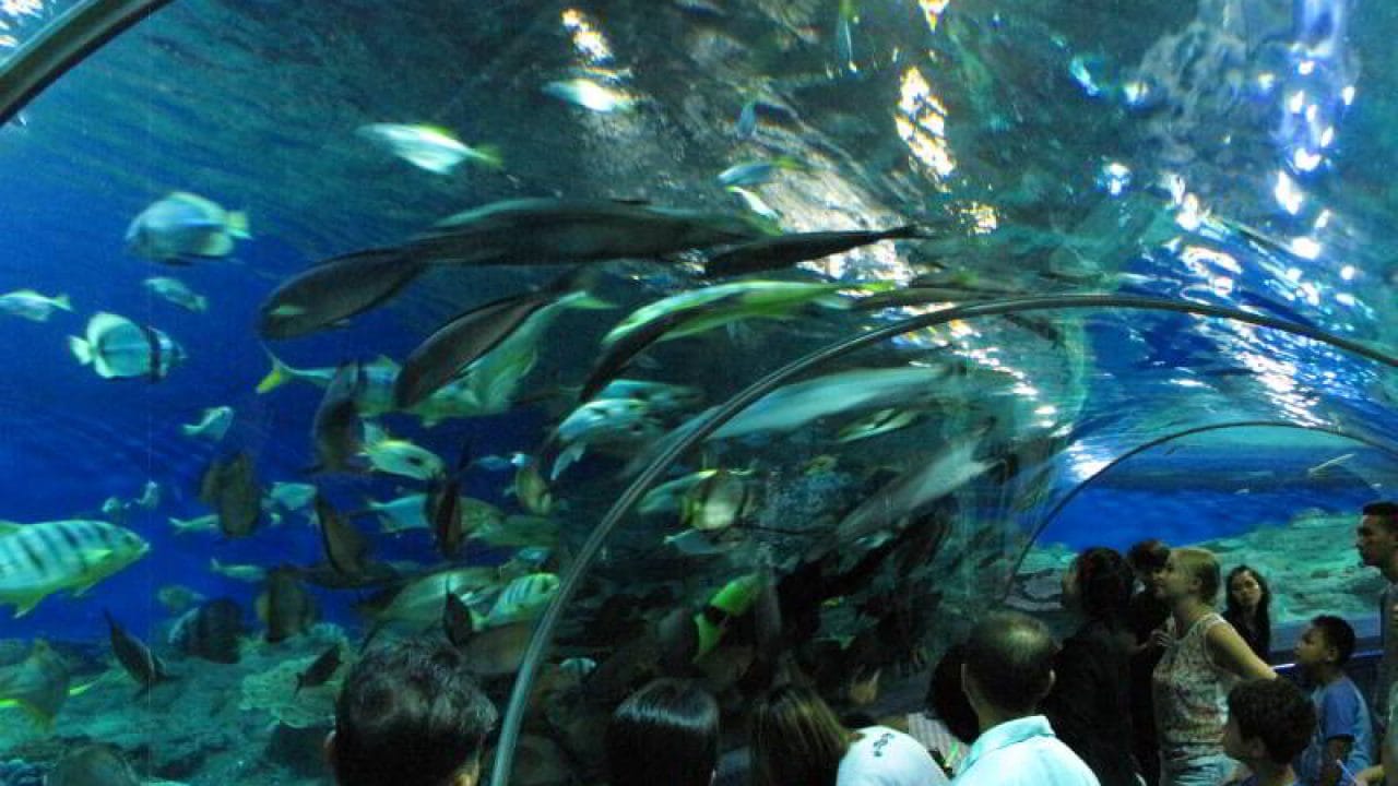 Underwater World Pattaya Ticket 6
